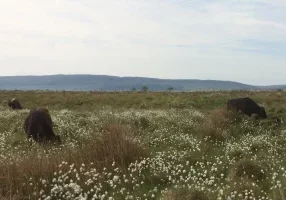 StandardisedCowsCottongrass