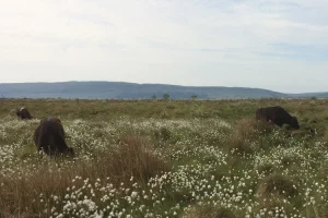 StandardisedCowsCottongrass