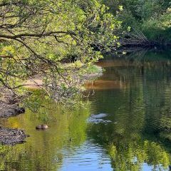 Beaver