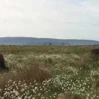 StandardisedCowsCottongrass